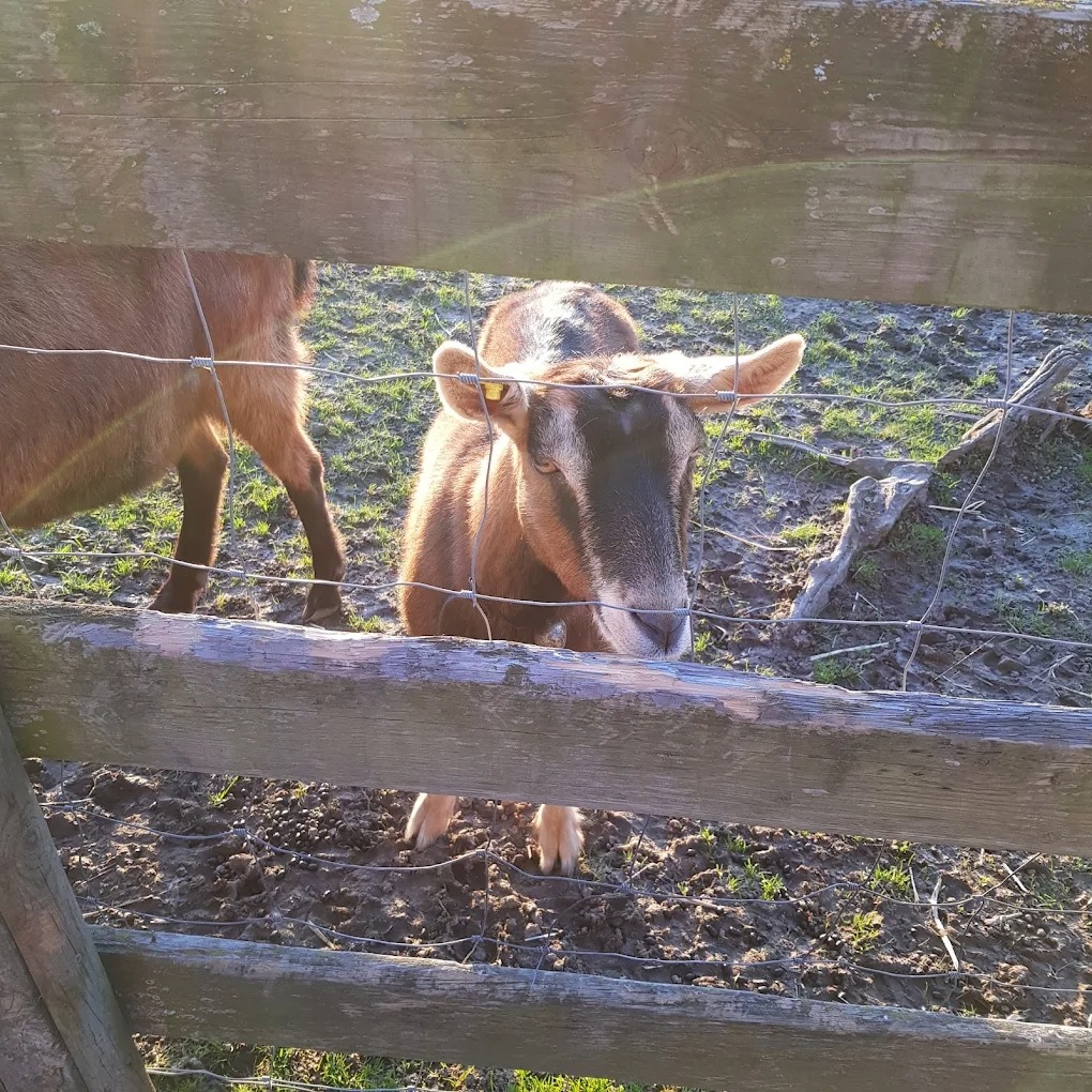 chèvre qui tend la tête à travers le grillage
