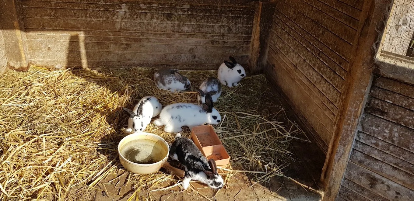 Lapins qui mangent dans leur enclot