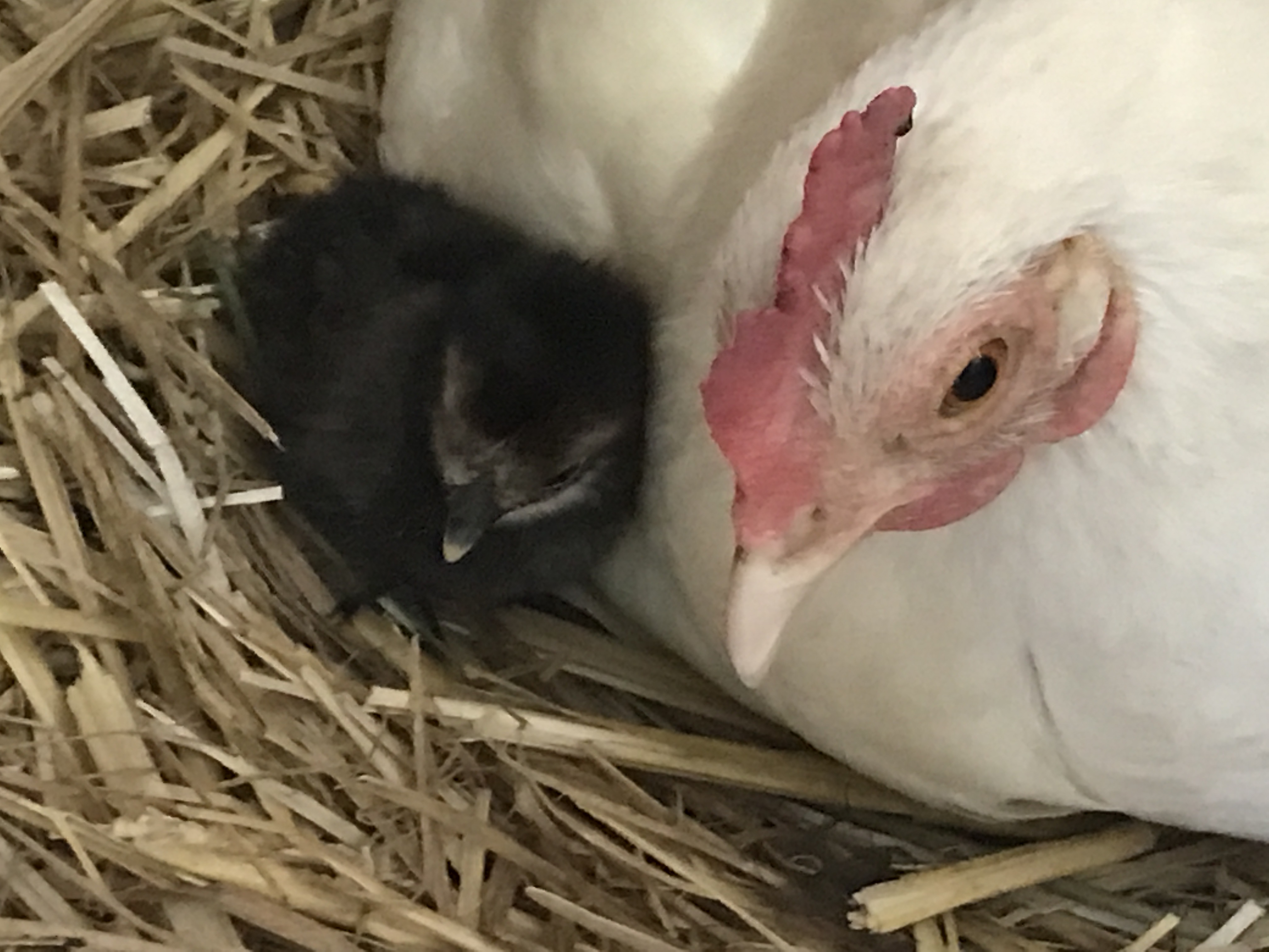 Maman poule avec son poussin